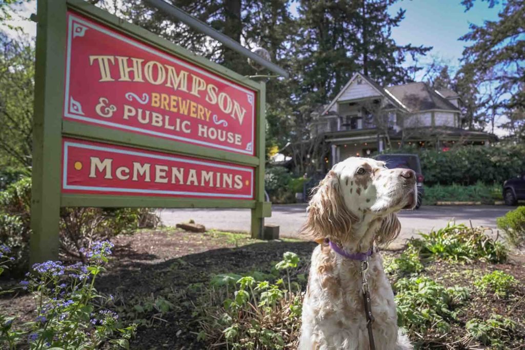 An English setter dog at Thompson Brewery in Salem, Oregon