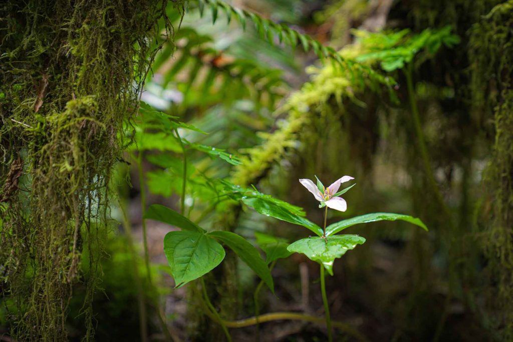 A trillium flower in the forest