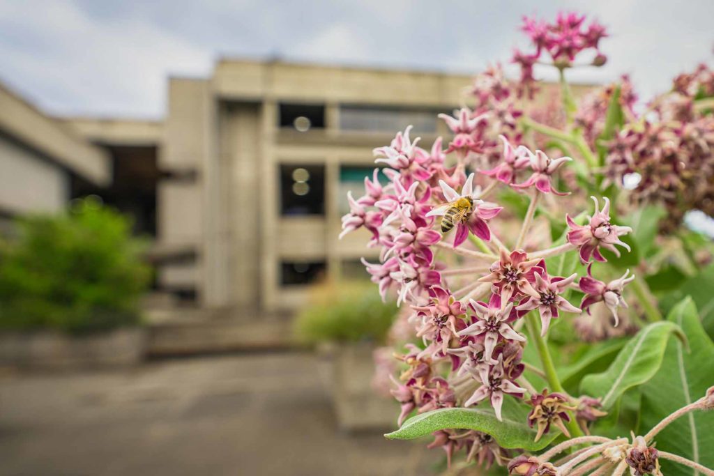 Honeybee on pink flowers with the Salem Civic Center in the background